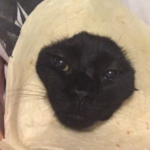 Meet your Posher, Frank